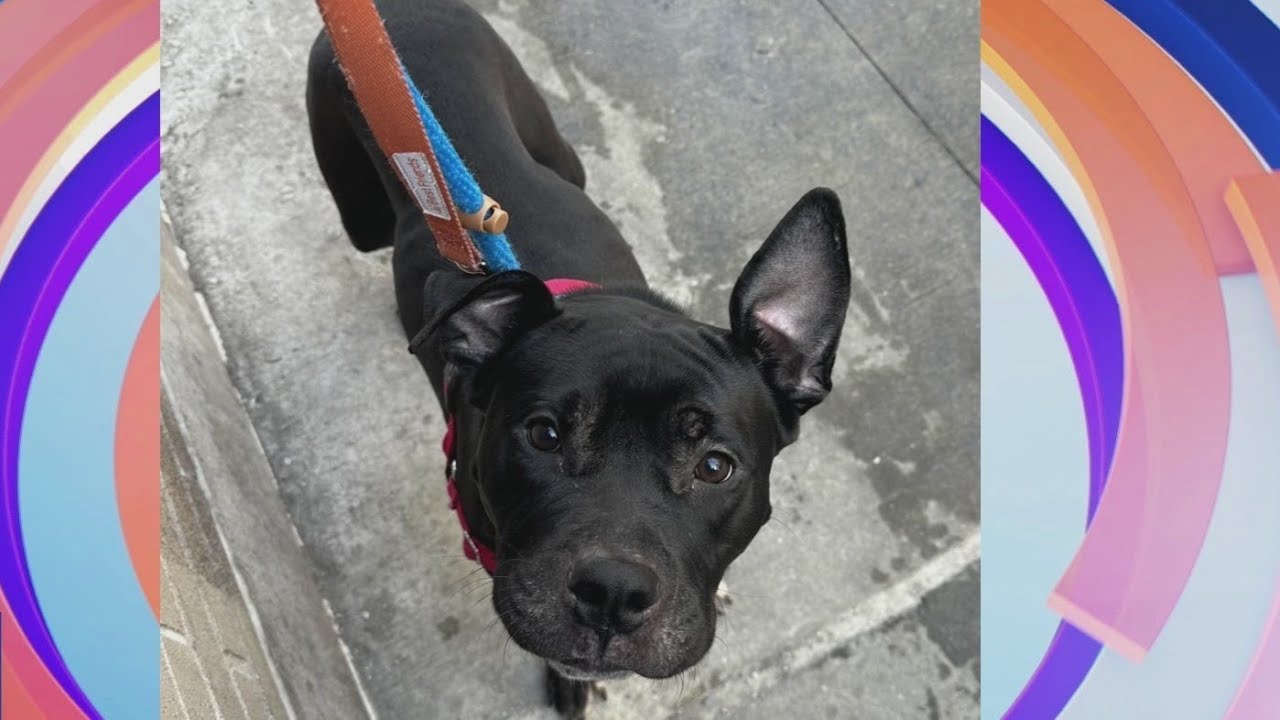 Tail waggin' Tuesday: Meet Boba Pearl from Best Friend Animal Society