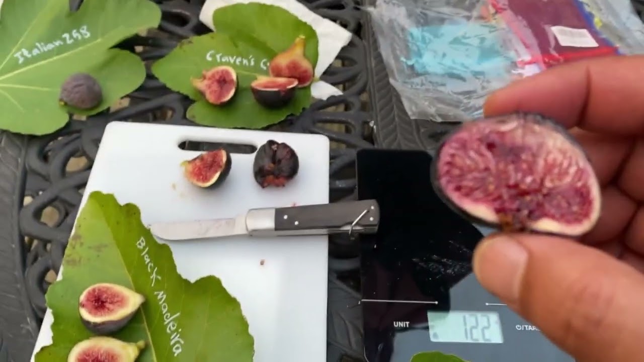 Black Figs مجموعة من اصناف التين الاسود النادر