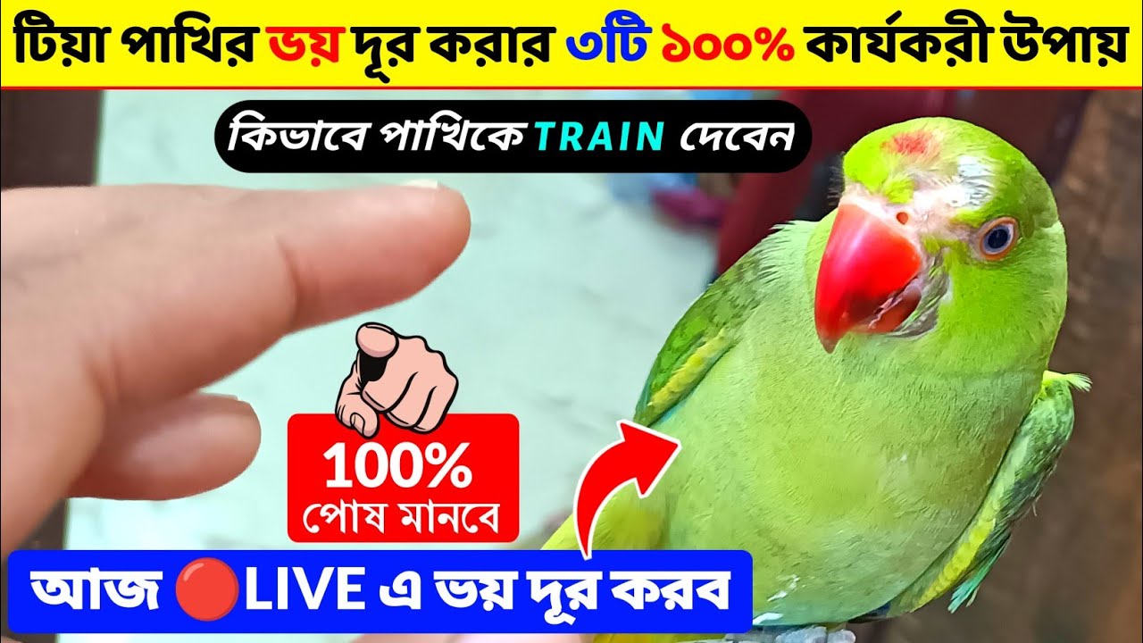 পাখি কি আপনাকে ভয় পাচ্ছে😱? আজ লাইভ🔴এ পাখির ভয় দূর করে দেখাব!! ১০০% কার্যকরী 👉Tips 🙏 || Birds Care