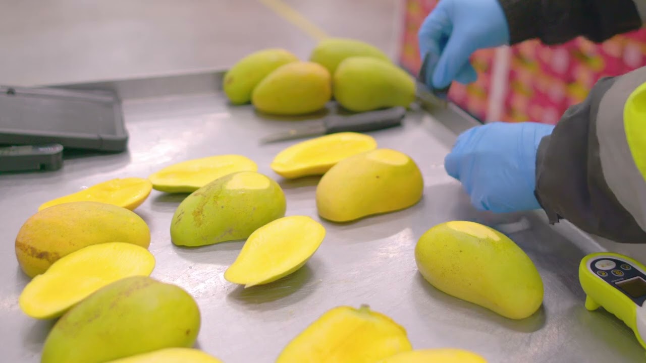 Mango Fruit Firmness