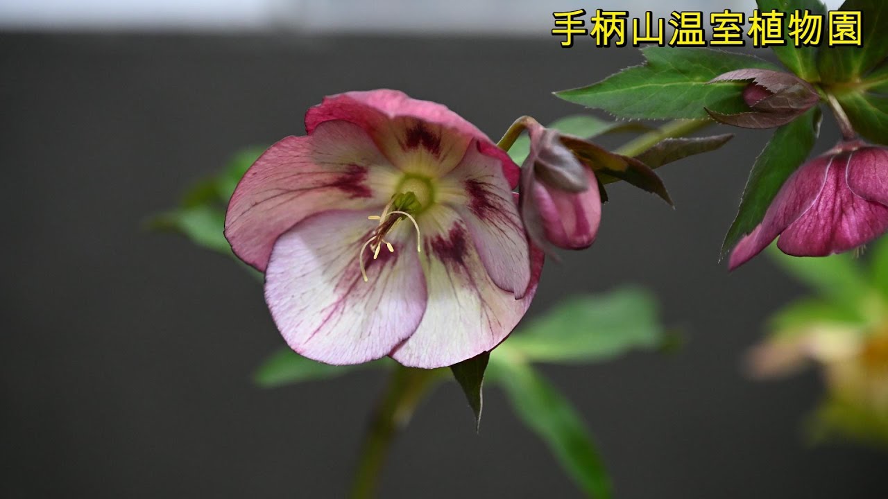 クリスマスローズ展　手柄山温室植物園　兵庫県姫路市