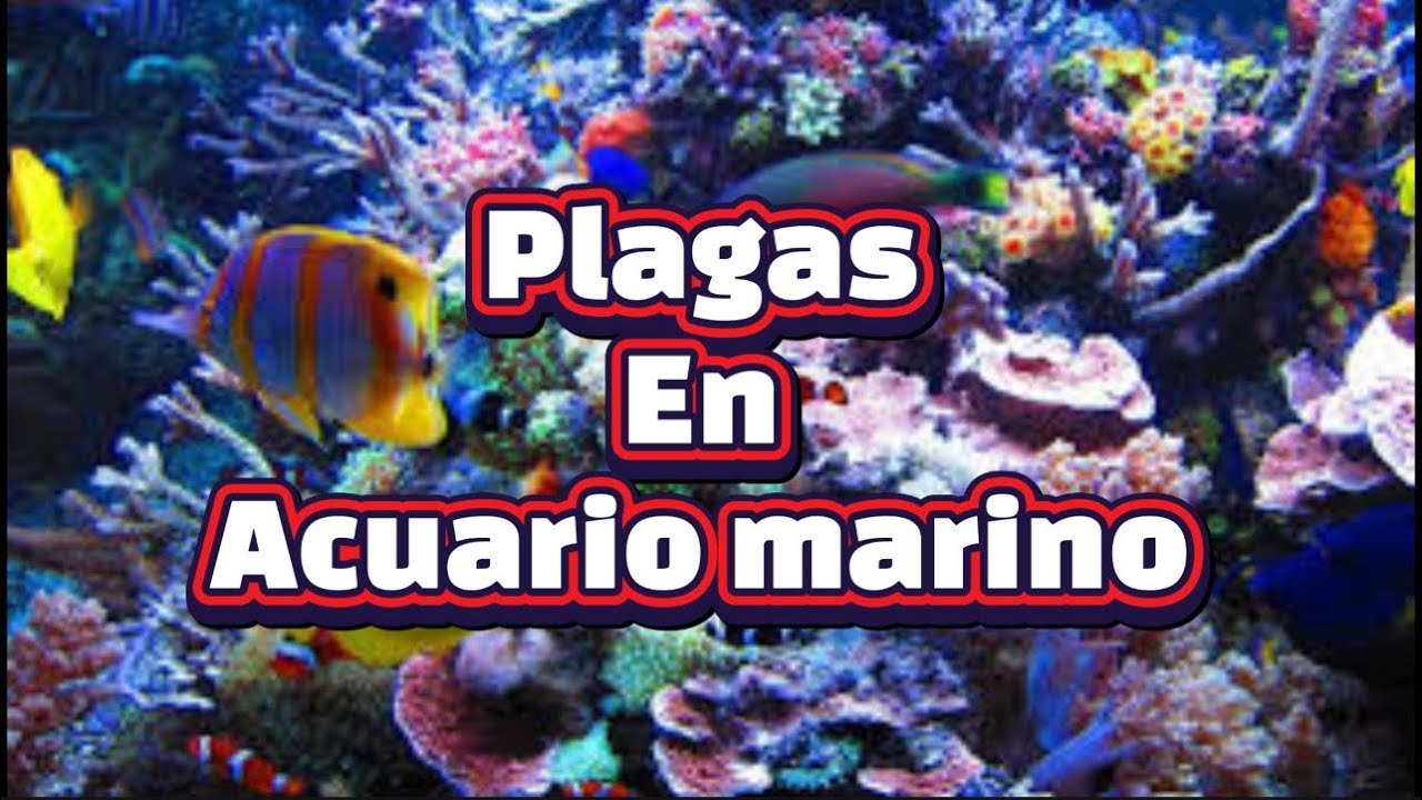 Plagas en acuario marino cómo erradicarlas naturalmente parte 2