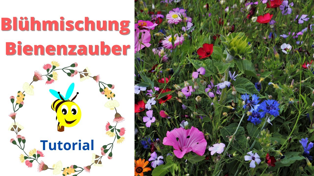 Tutorial- Bl&uuml;hmischung Bienenzauber