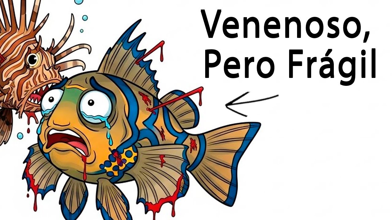 Porque Nacer Como Un Pez Mandarín Es Ser Un Arcoíris Viviente, Y El Océano Lo Ve Como Un Blanco