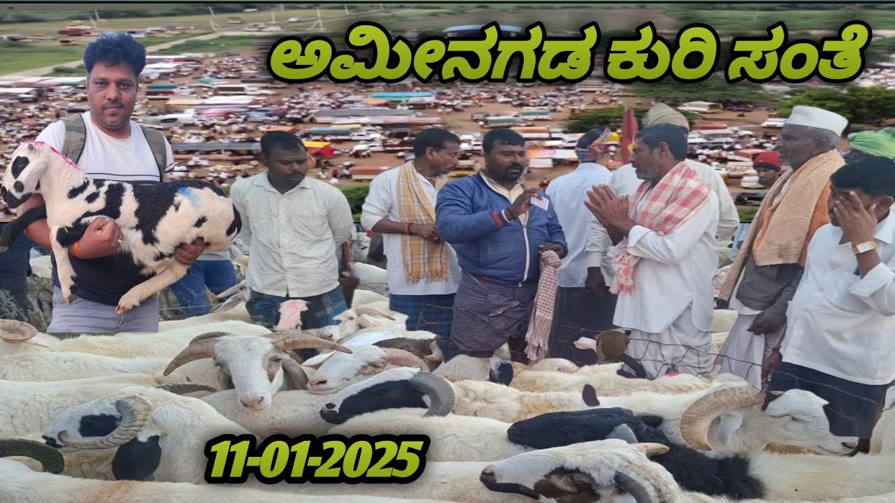 ಅಮೀನಗಡ ಕುರಿ ಮತ್ತು ಮೇಕೆ ಮಾರುಕಟ್ಟೆ | 11-01-2025 | karnataka Amingad sheep market | ಪ್ರತಿ ಶನಿವಾರ |