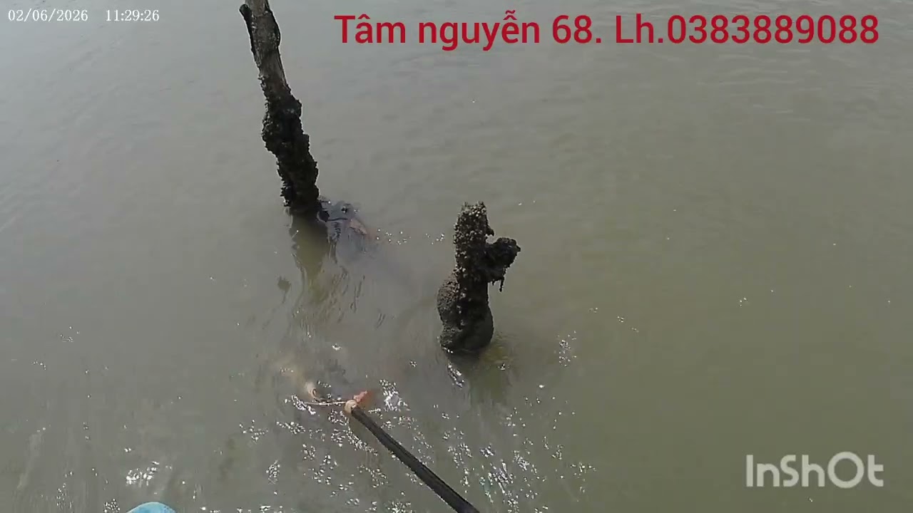 66f chuyên  mặn  biển  ae cần lh. 0383889088