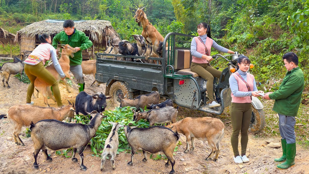 REWIND TIMALSPE --310 Days Buy Many Goats From Farmer - Selling Many Goats, Pigs, Geese,...