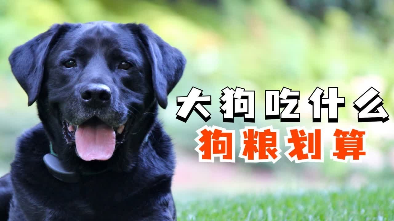 大狗吃什么狗粮划算？优质狗粮怎么挑？