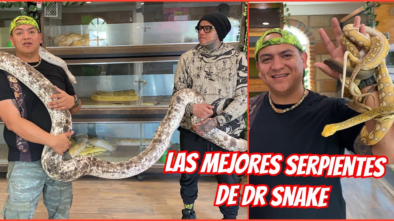 CRIADERO DE LAS PITONES MÁS GRANDES DEL MUNDO (RETICS KRAKEN) ÚLTIMA PARTE