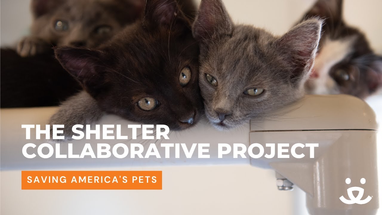 How animals benefit from the Shelter Collaborative Project