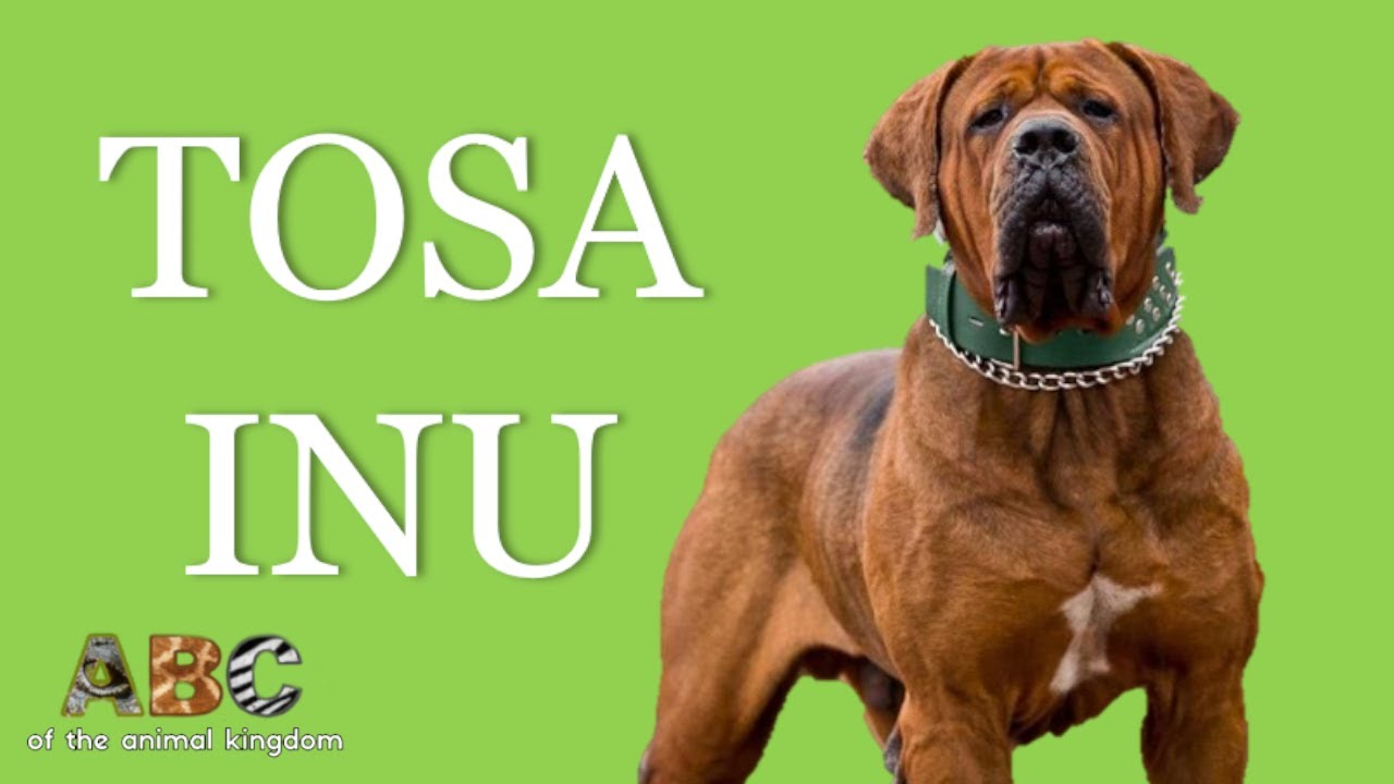 Tosa Inu - A Potentially Dangerous Dog