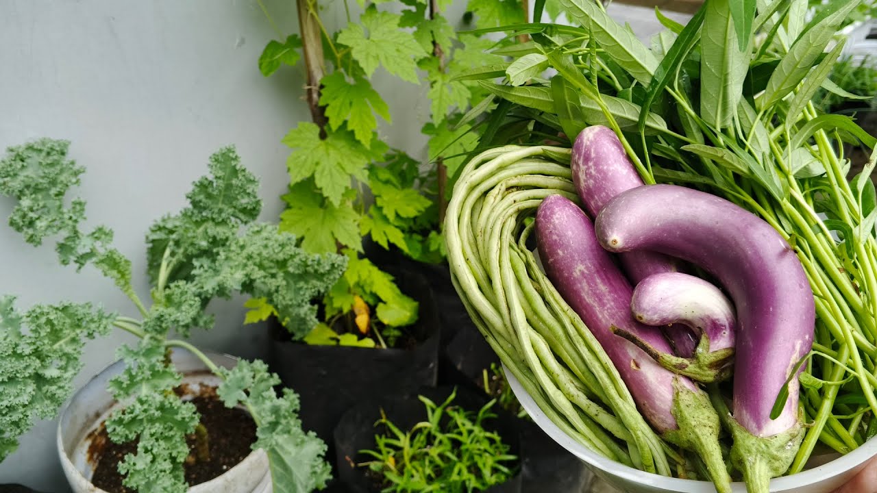 Aktivitas berkebun, siram tanaman, petik-petik sayuran untuk kebutuhan dapur
