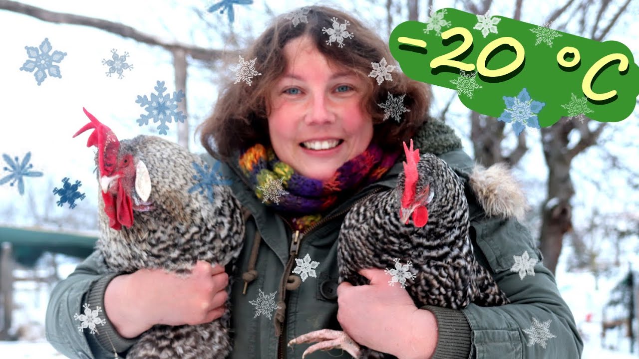 Hühner und Kaninchen bei -20 °C Kälte im Winter