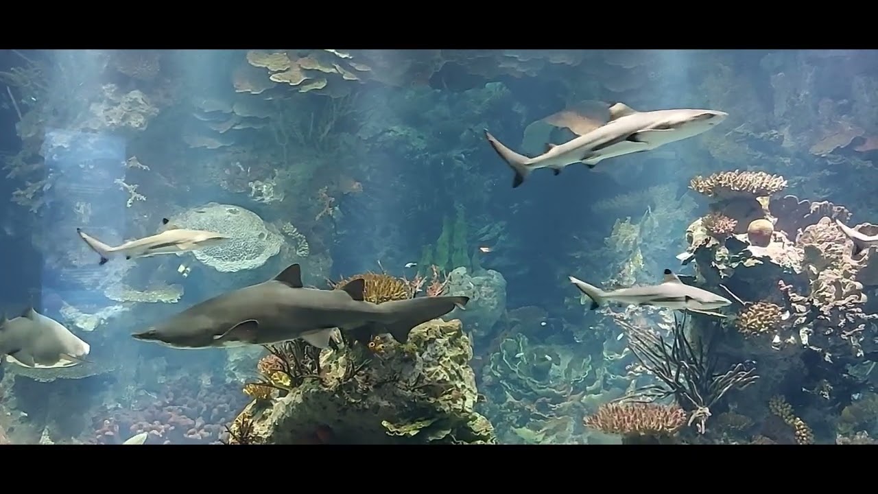 Kuwait Aquarium, sharks, underwater world and relaxing calm music