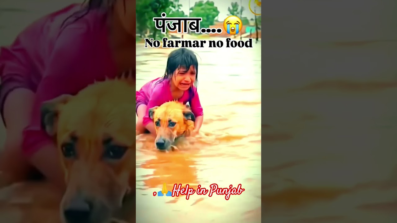 Punjab Kisan help plz🙏🌾😭 #punjabi #punjabkisan 💔#follwme#former #help #shorts #viralshort #trending