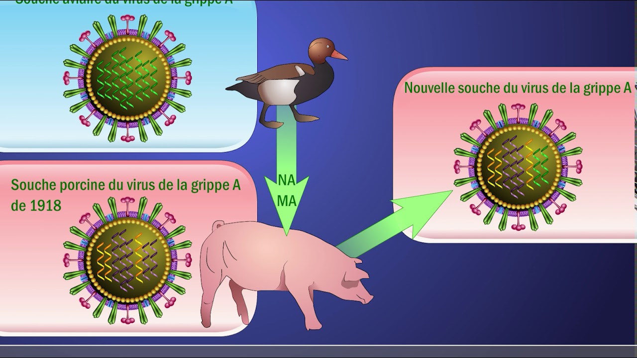 Cassure antig&eacute;nique et le virusde la grippe A H1N1 (en fran&ccedil;ais)