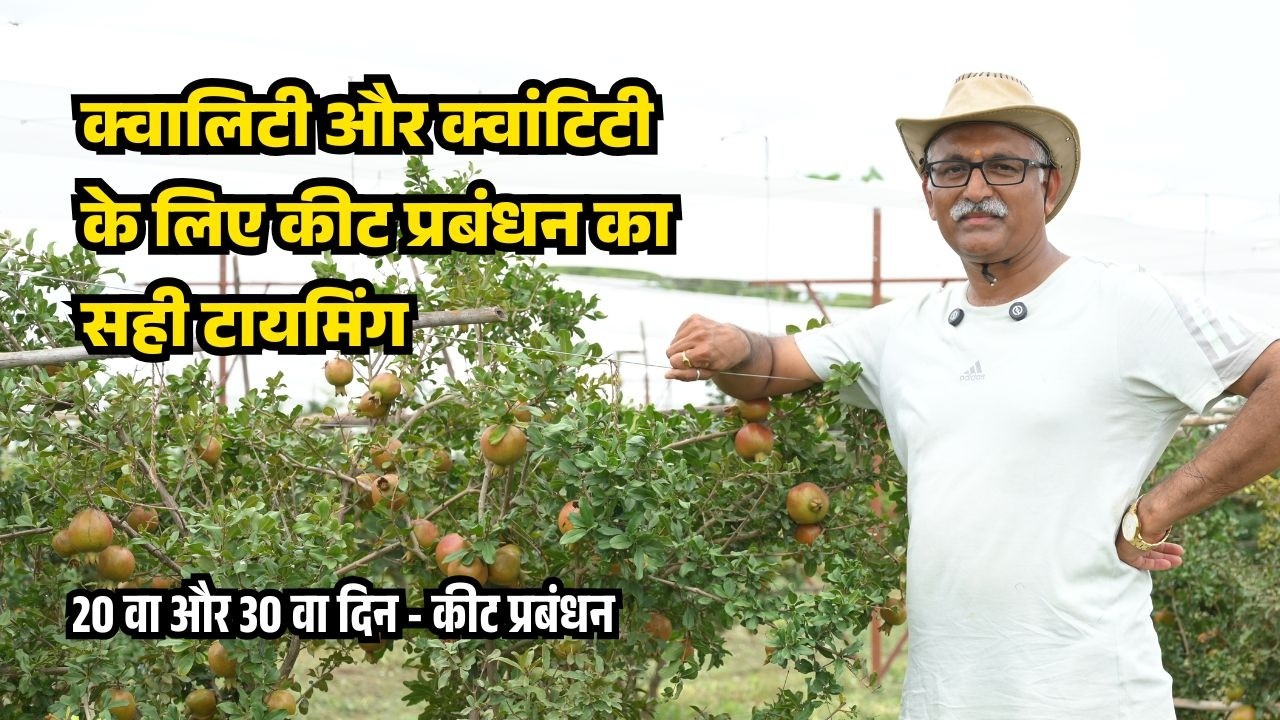 क्वालिटी और क्वांटिटी के लिए कीट प्रबंधन का सही टायमिंग @BTGore