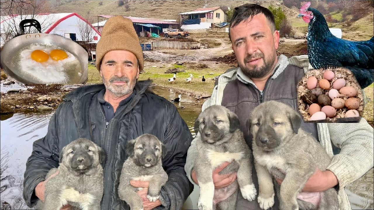 DEV BOĞAÇ YAVRULAR / 20 TANE KÖPEK YAVRUMUZ OLDU / BU YUMURTA NEYİN YUMURTASI / DAĞDA YAŞAM