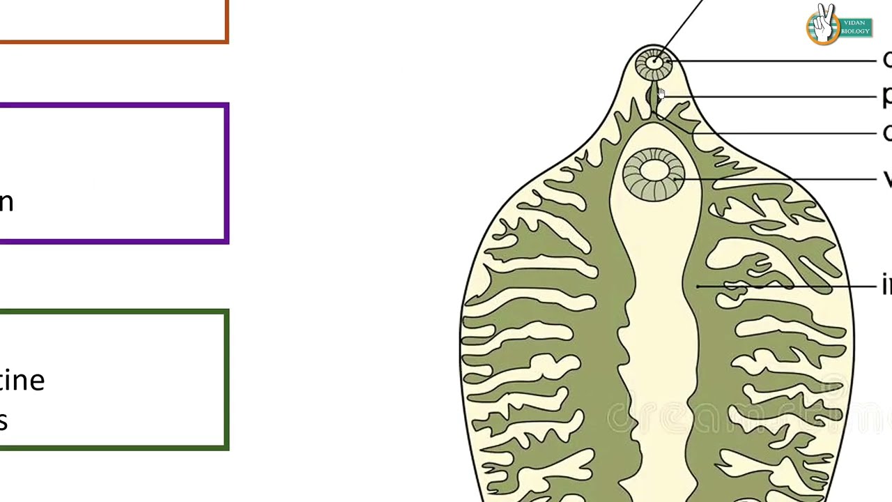 Fasciola hepatica Structure and Life cycle