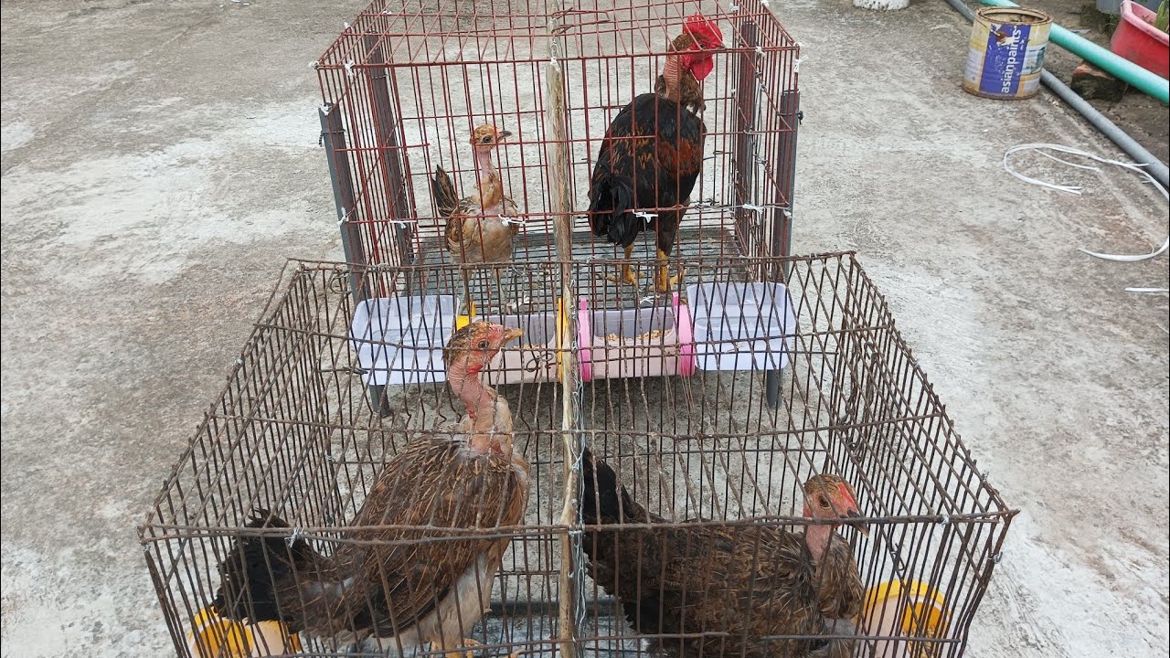 দেশি গলাছিলা মুরগী - Naked Neck Country Chicken