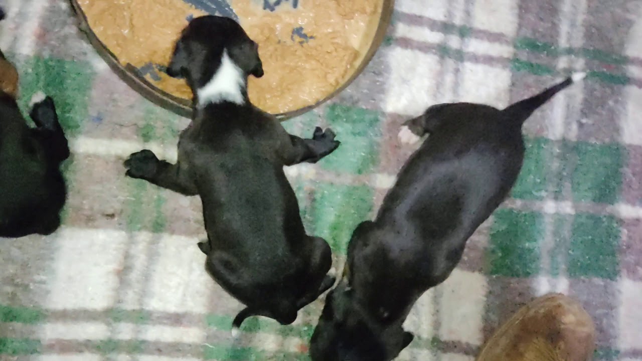 filhotes de Pit Bull  com 20 dias de vida | Brasília Pit kennel