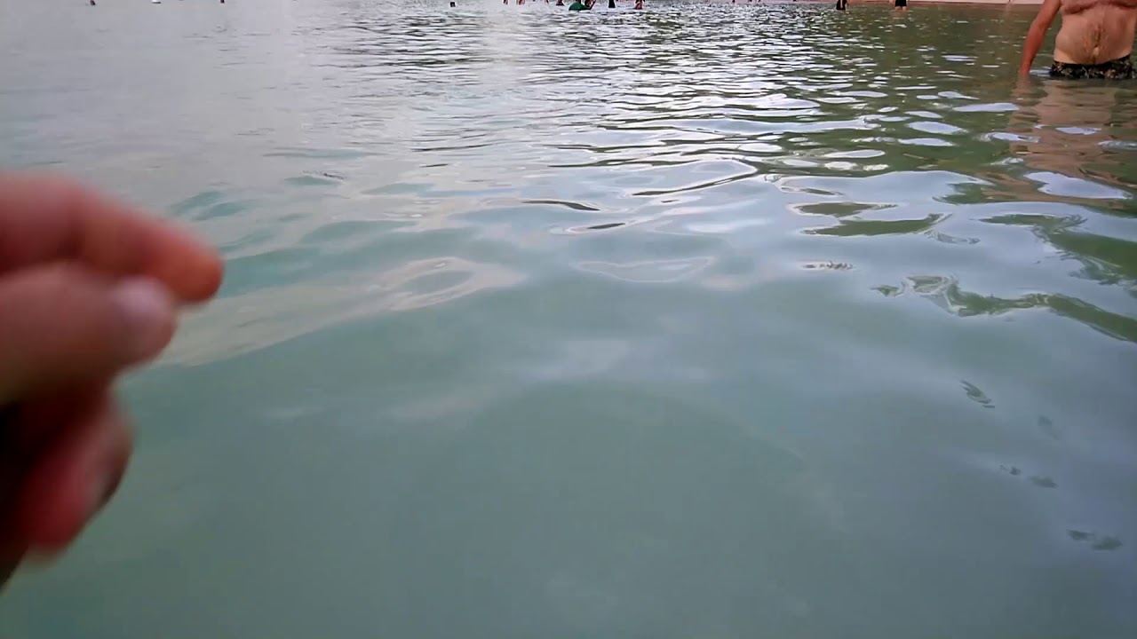 Sharks near beach in Mauritius