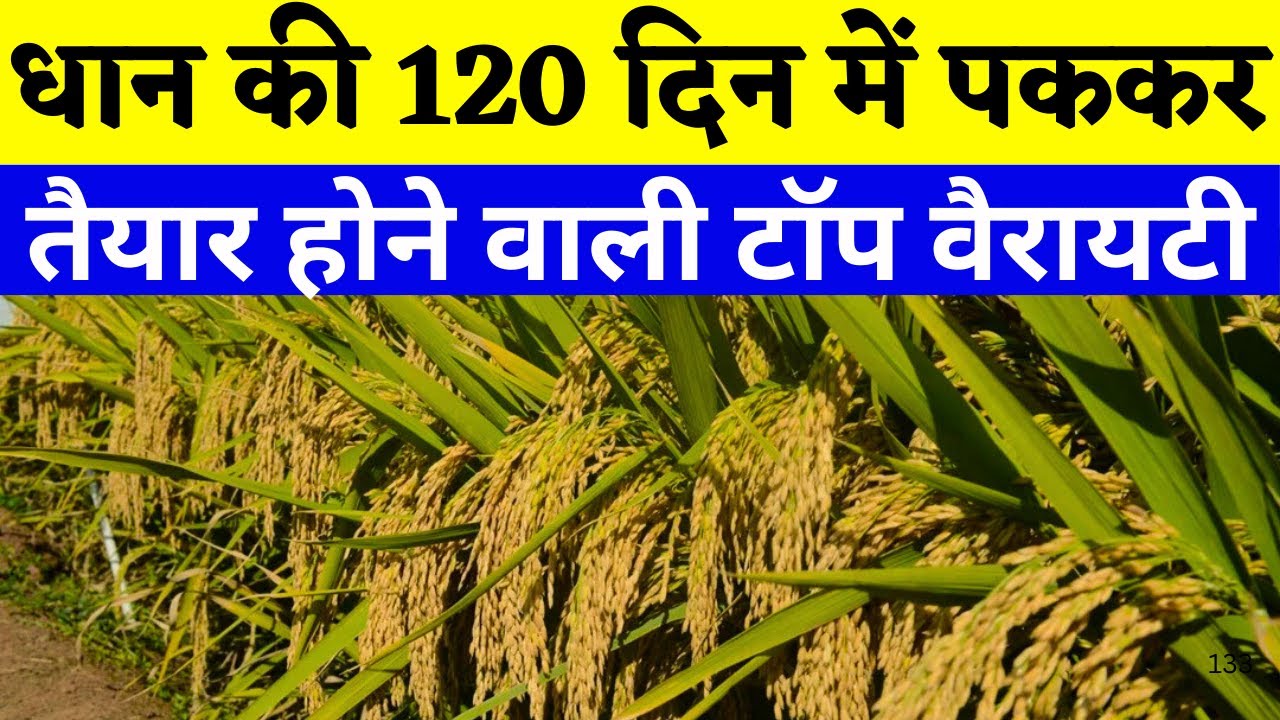 धान की 120 दिन में पककर तैयार होने वाली वैरायटी | dhan ki top Variety 2025 | dhan ki top 3 Variety