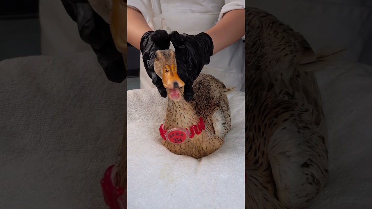ASMR for Sleep & Relaxation沉浸式SPA #duck #smokedduck #animals #cooking #food #funny #pets #relax