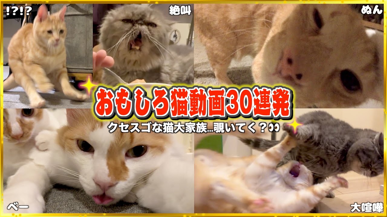【永久保存版】笑いが止まらない猫たちの神シーンまとめww