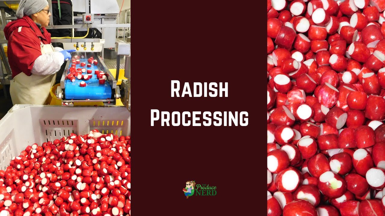 Radish Processing in California: Topping and Tailing Radishes