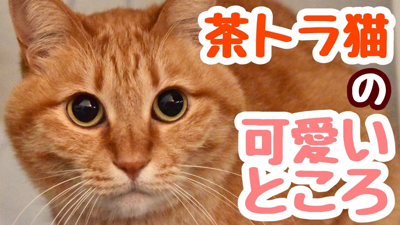 【性格も解説】茶トラ猫の可愛いところ、集めました
