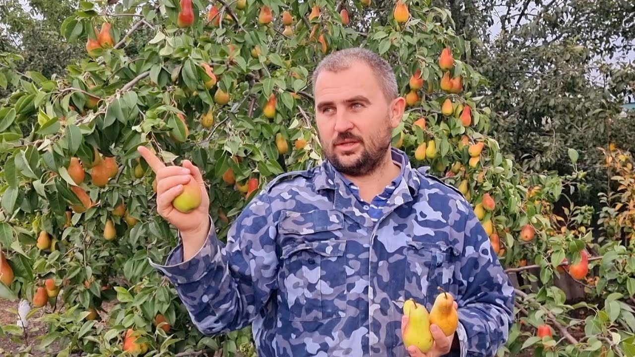 хотите много груш? сажайте этот сорт!!!