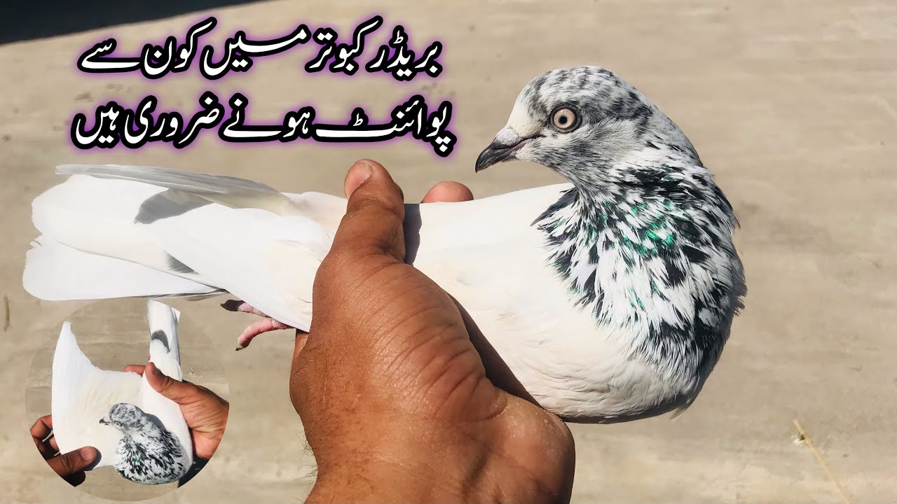 Breeder Kabootar Ki Pehchan || Afzaal Pigeons