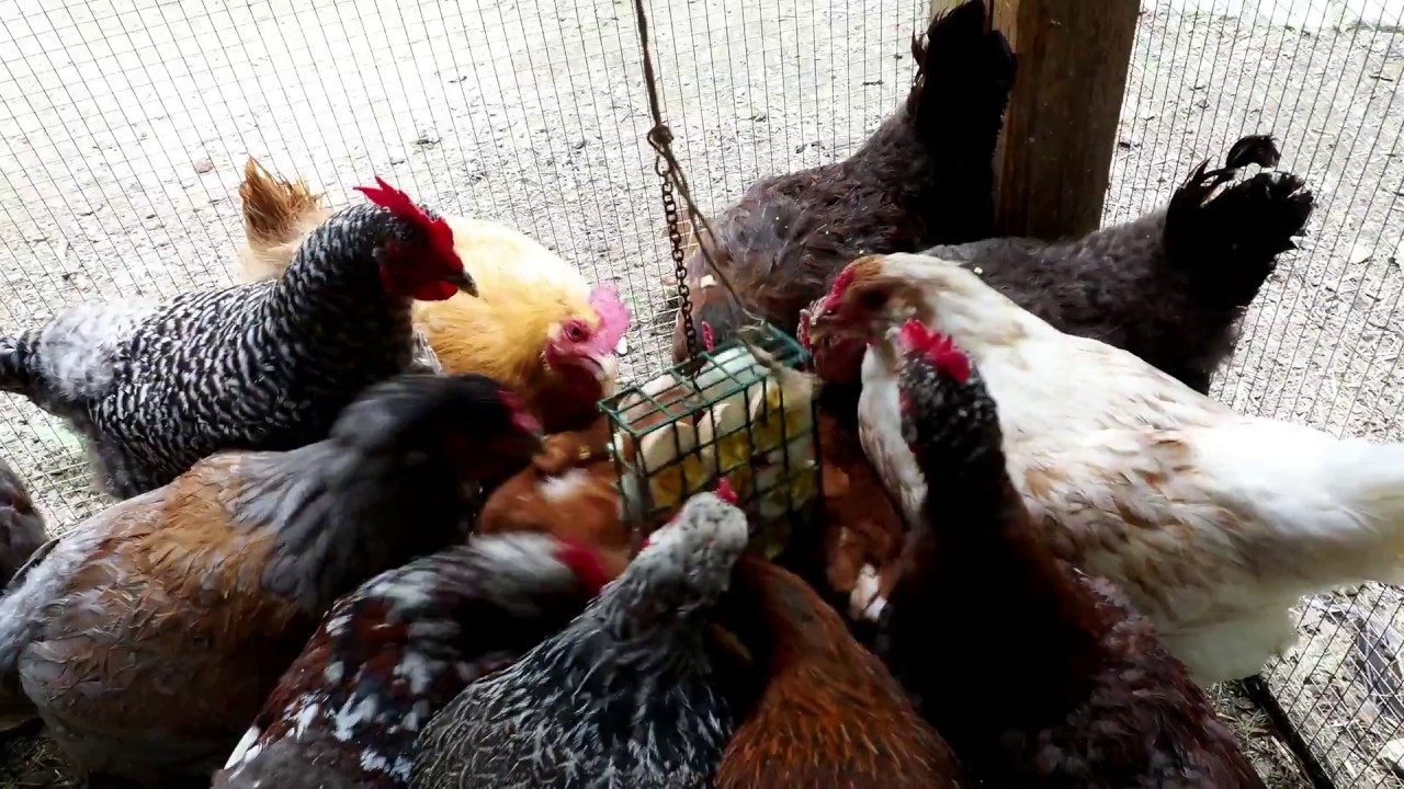 Pecking Problem?? No Problem!!