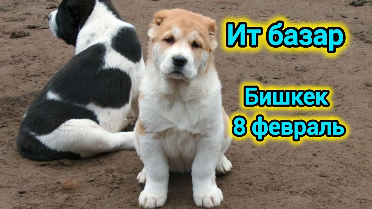 Ит базар. Алабай күчүктөрү. #итбазар #малбазар 