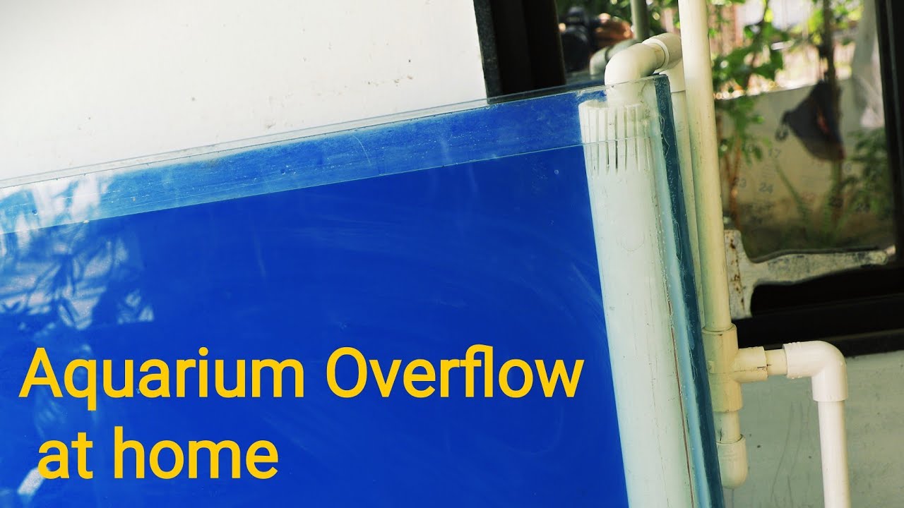 Making Aquarium Overflow Without Drilling Aquarium Glass at Home
