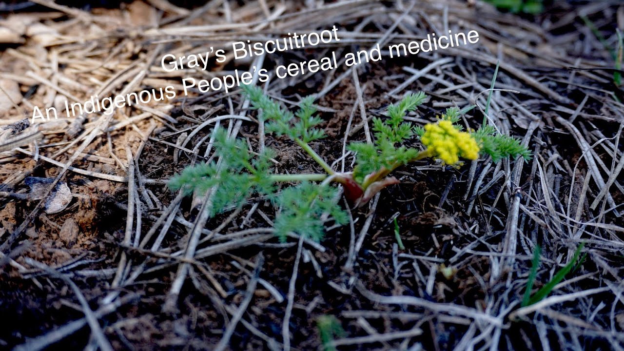 Gray’s Biscuitroot-Lomatium Grayi (An indigenous peoples’ food and medicine)