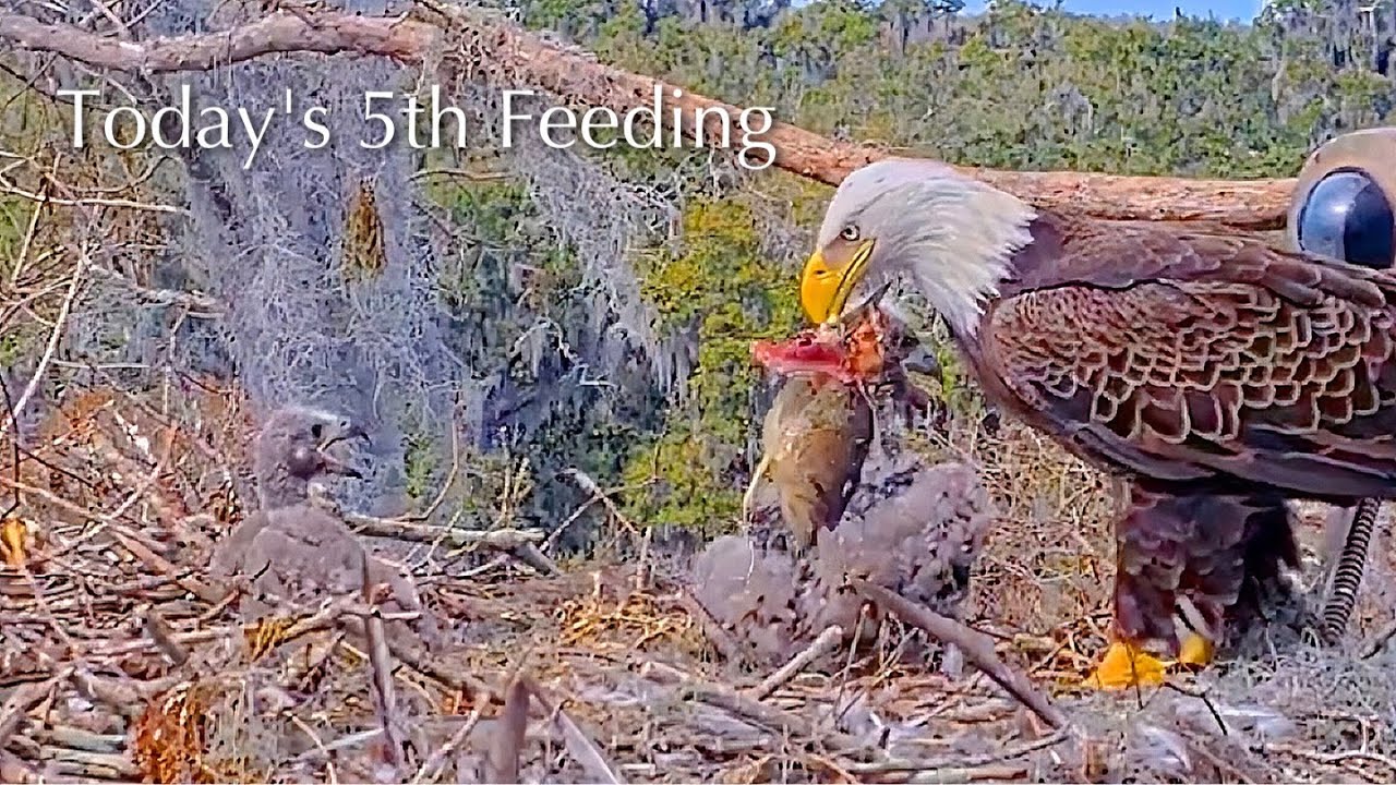 #208🦅🐥31°🐥26°／Winter Park Eagle Nest 2026／Against All Odds:One-Eyed Mom／by Winter Park Eagle Cam