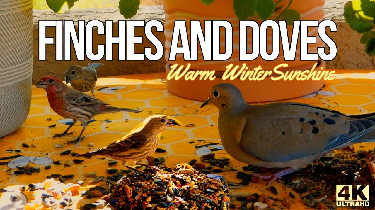 Sunlit Finches & Doves in Warm Patio Sunshine | 32 Minutes of Natural Bird Ambience (4K)