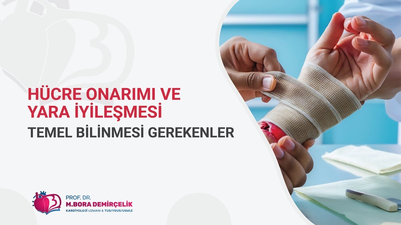 Hücre Onarımı ve Yara İyileşmesi