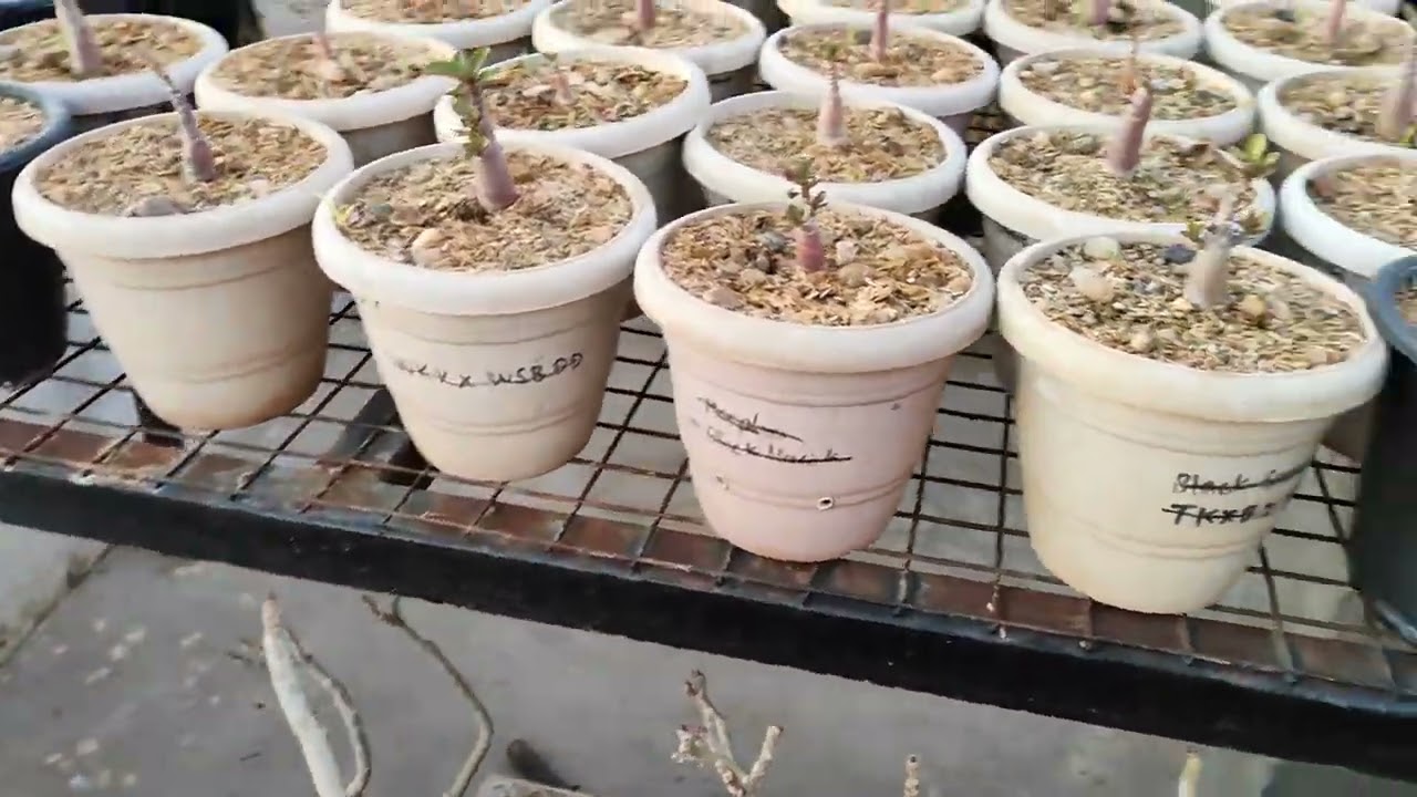 अडेनियम रिपोट के बाद पानी कब देना है व कहाँ रखना है? | Watering pattern and where to keep adenium