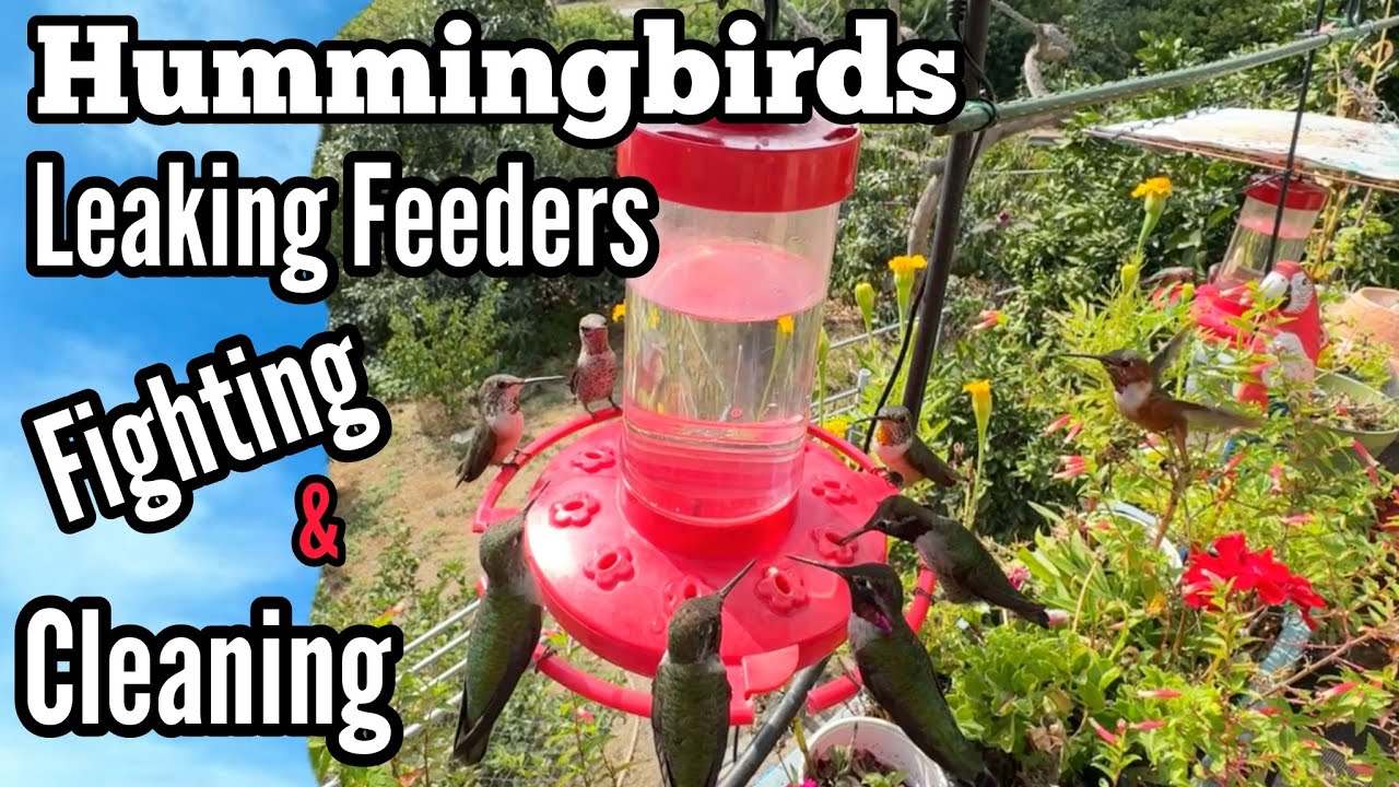 ISSUES* Hummingbird Feeder Leaking Cause, Stop Bullying Fighting Hummingbirds, Cleaning Bird Feeders