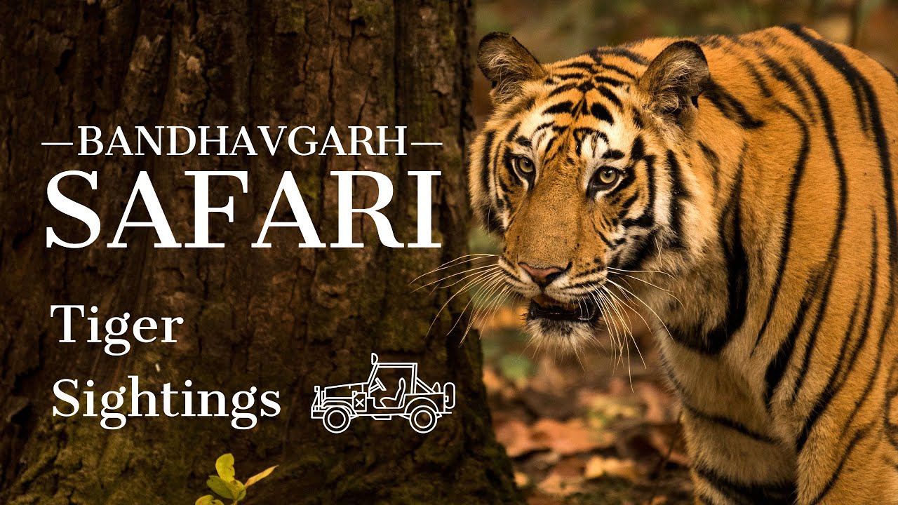 Bandhavgarh National Park - Khitauli Zone| 5 Tigers & 1 Leopard sightings | Resorts, Safari Booking