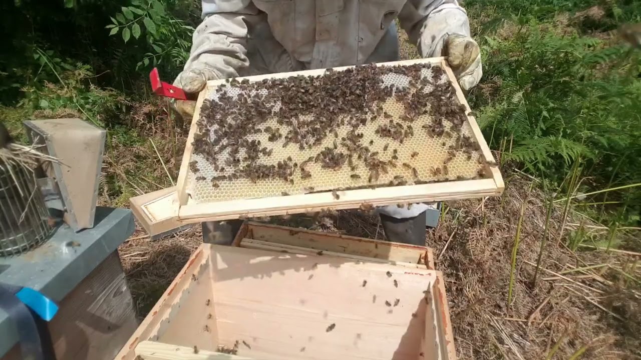 Enruchage et pose de hausse sur la ruche de la semaine dernière