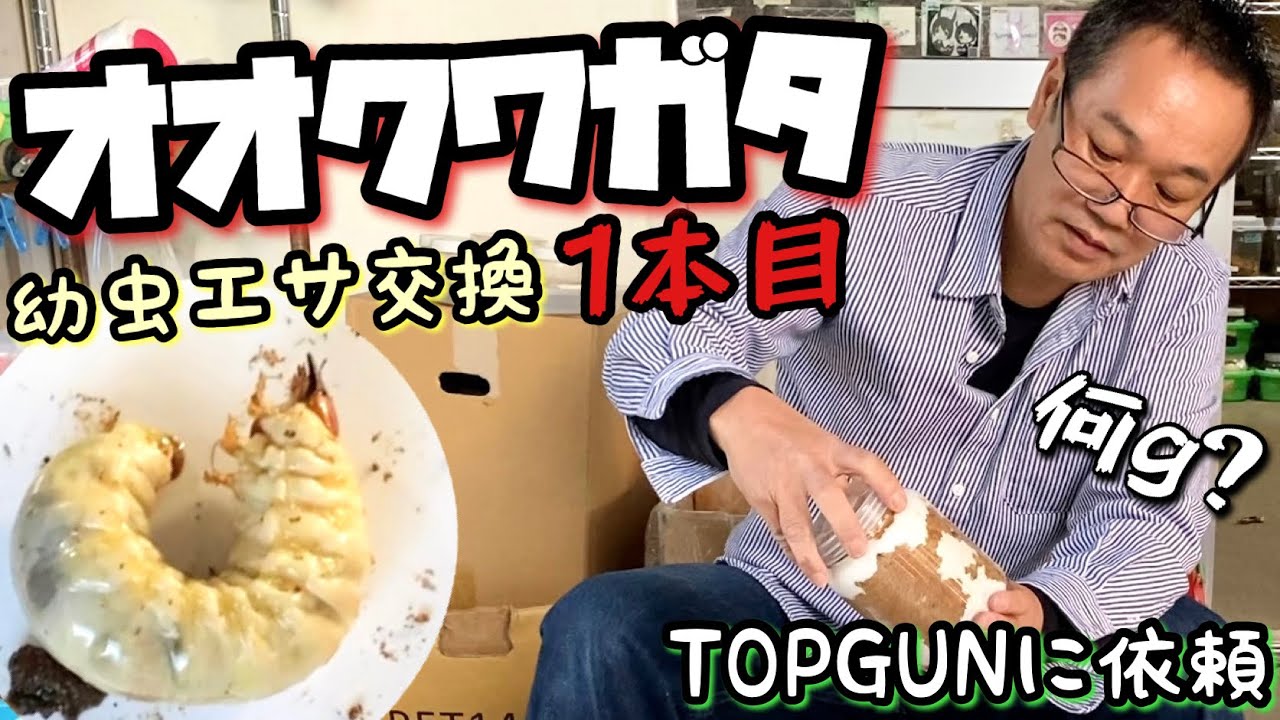 TOPGUNで オオクワガタの菌糸瓶1本目を交換してもらう【クワガタ飼育】