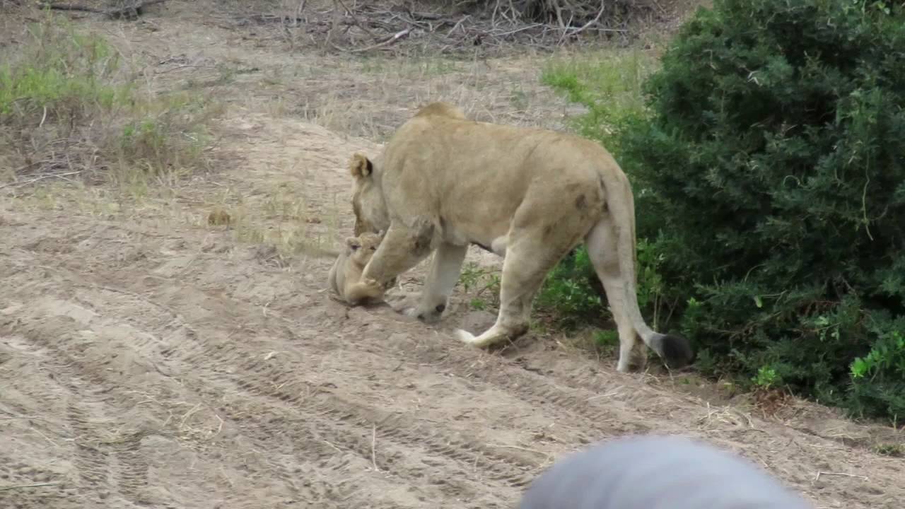 Lioness and her 9 week old cubs in the Sabi Sand