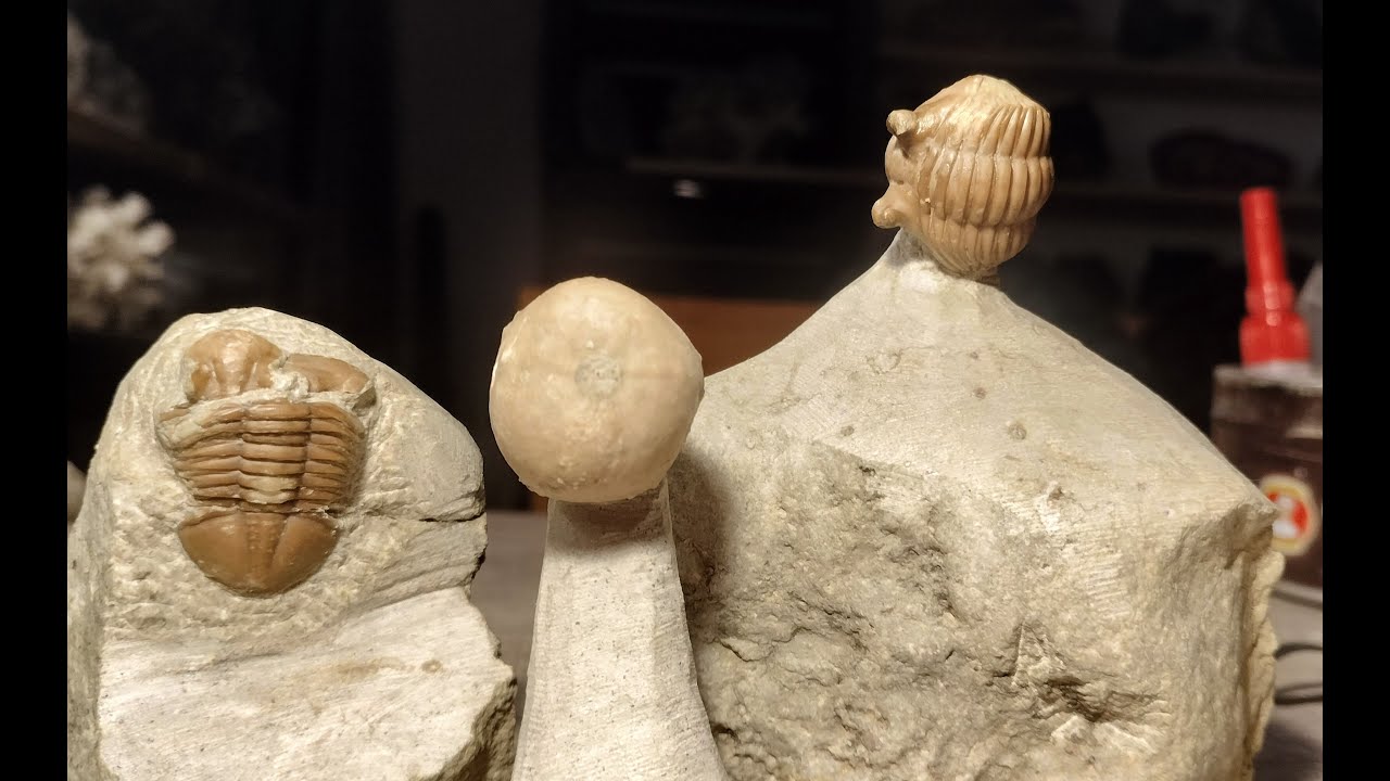 Mega Trilobiten - Funde und andere Schätze von der Ostsee
