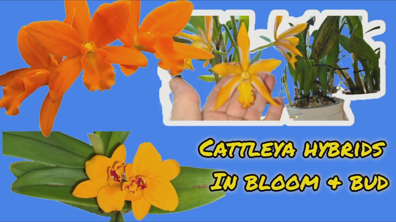 Cattleya hybrids currently in full bloom new spikes and cheeth