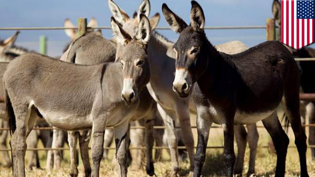 Donkey adoption: only 50 donkeys left from Big Island are still available for adoption - TomoNews