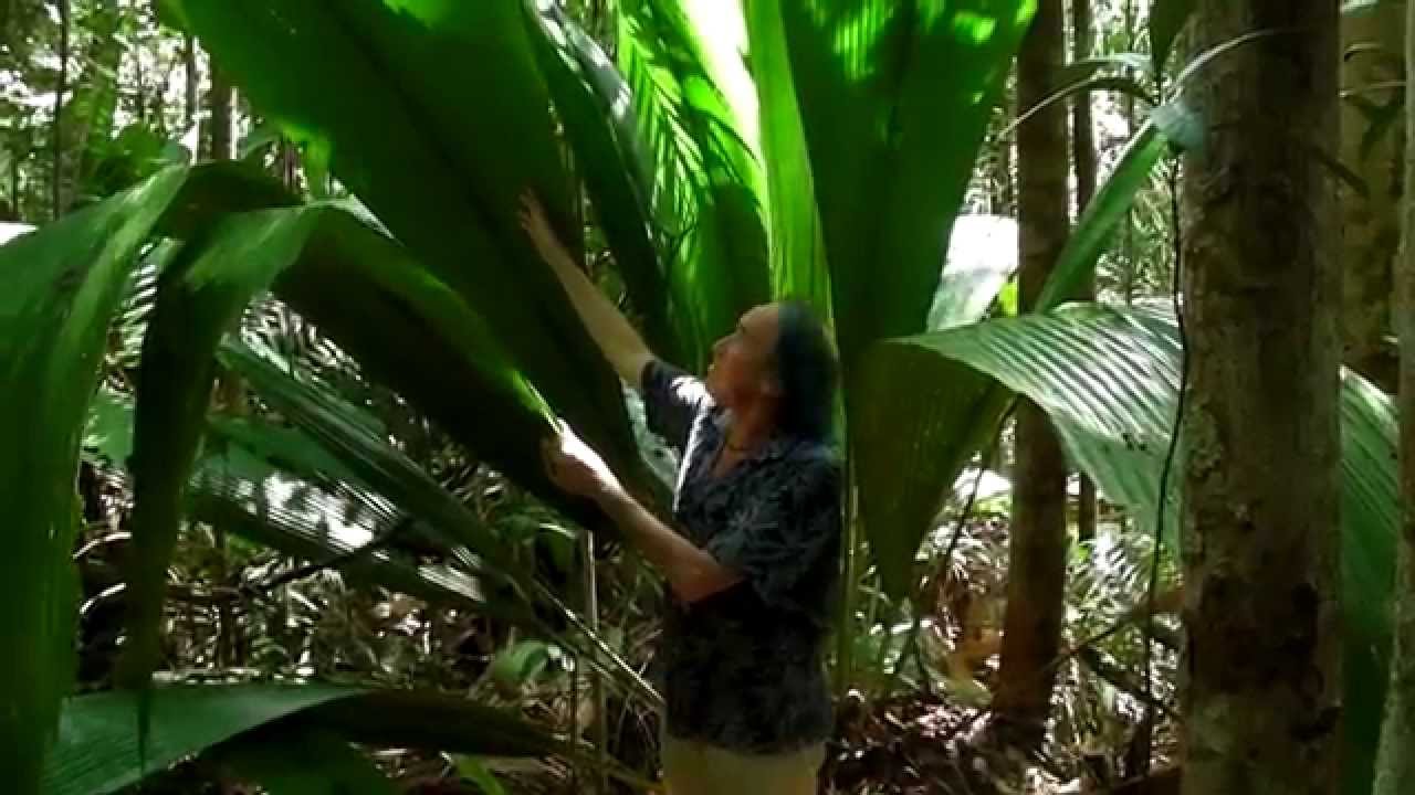 FIELD TRIP WITH PATRICK BLANC IN BORNEO (SARAWAK)